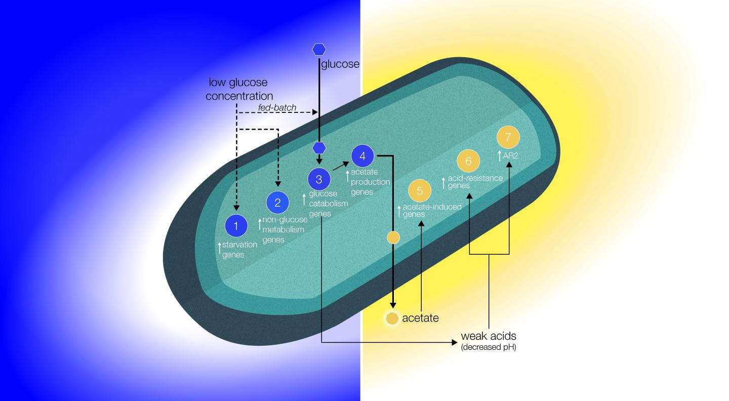Altered Bacterial Behavior in Space May Result from Reduced Extracellular Transport
