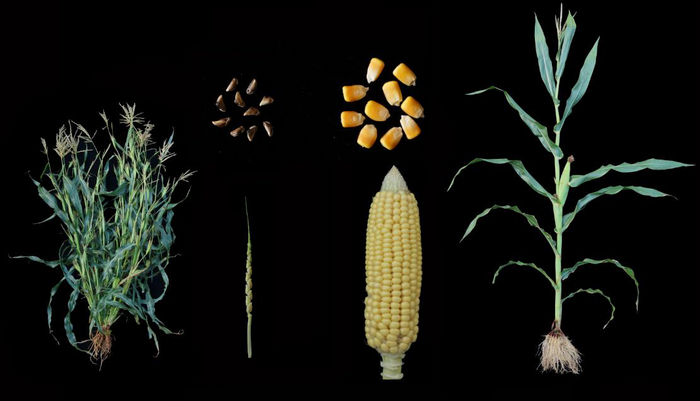 Wild maize and modern maize