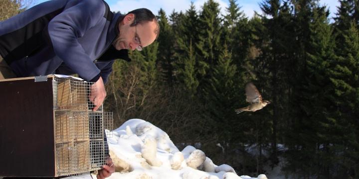 Using Evolution to Manipulate House Sparrow Size