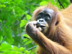 Sumatran orangutan