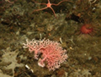 Anarctic Seafloor Fauna