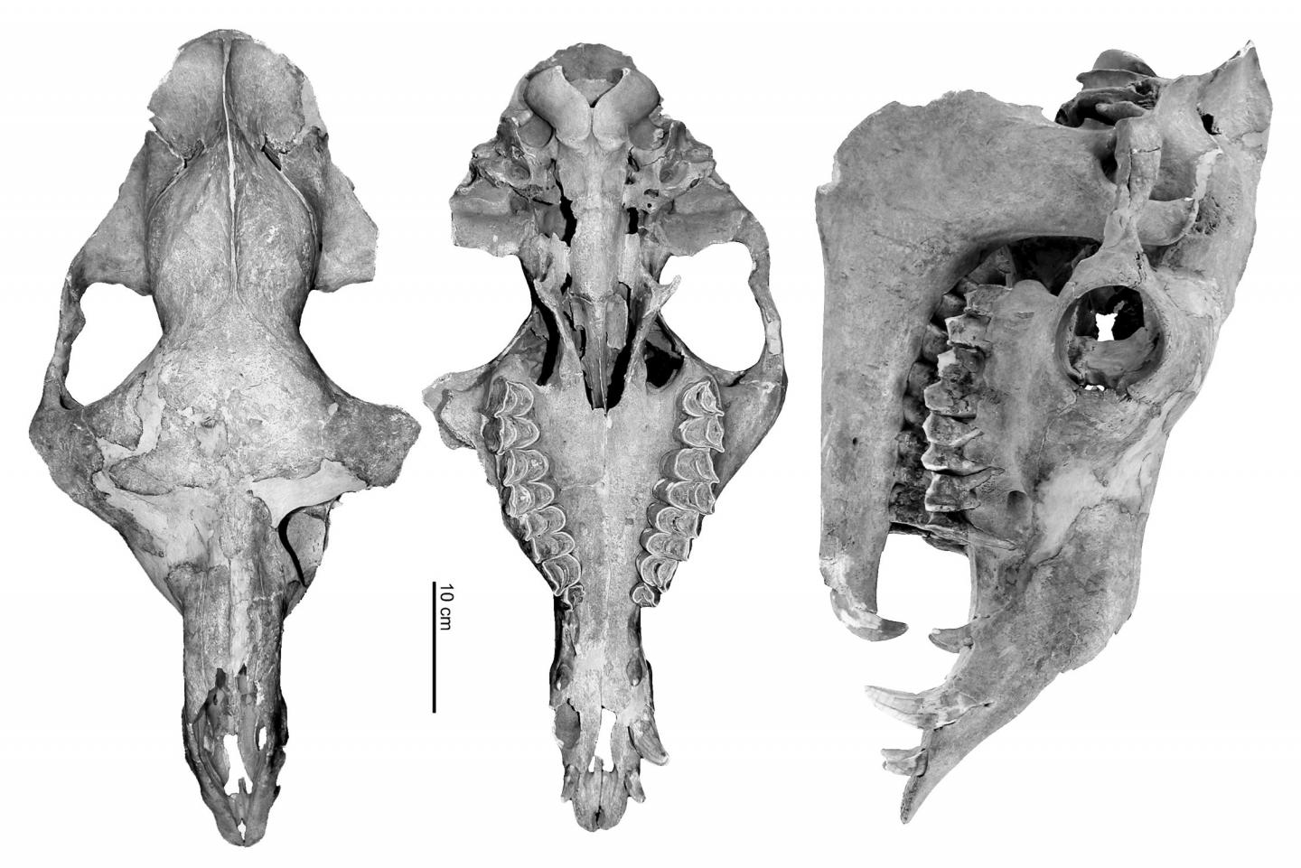 Tulu Cranium