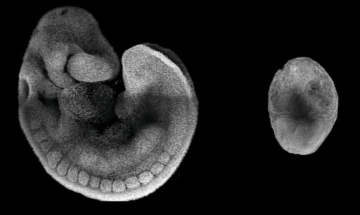 Cell Diversity