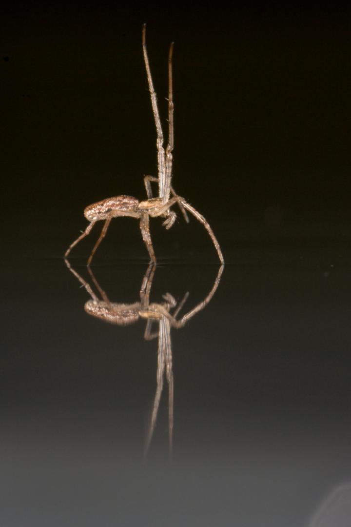 Tetragnathid Spider Sailing Using Legs