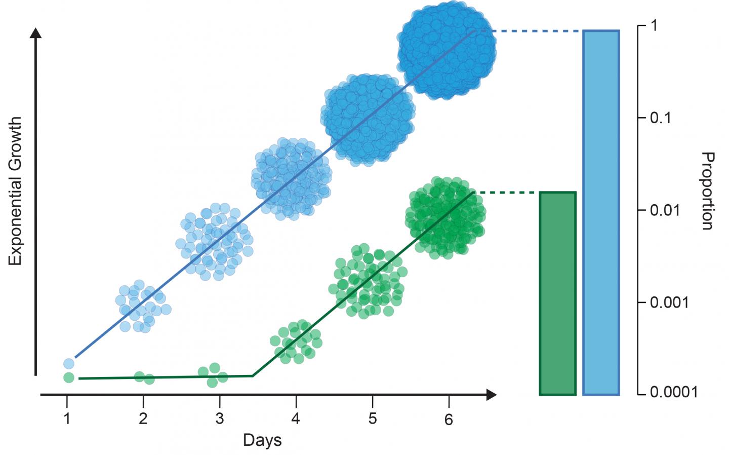 Novel Viral Concoction Tracks SIV Transmission in Female Macaques in Critical Early Window (1 of 1)