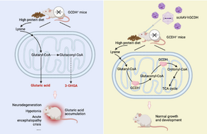 Treatment of glutaric aciduria type I (GA-I) via intracerebroventricular delivery of GCDH