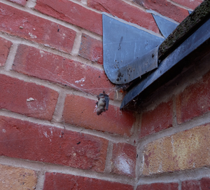 Pipistrelle bat entangled on a false widow spider's web