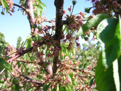 Irrigation, Soil Management Strategies Investigated for Cold Climate Sweet Cherry