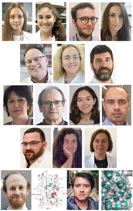 Study describes the structural and functional effects of several mutations on the androgen receptor