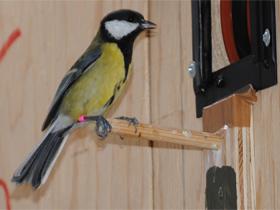 Being Lower in Pecking Order Improves Female Tit Birds' Memory