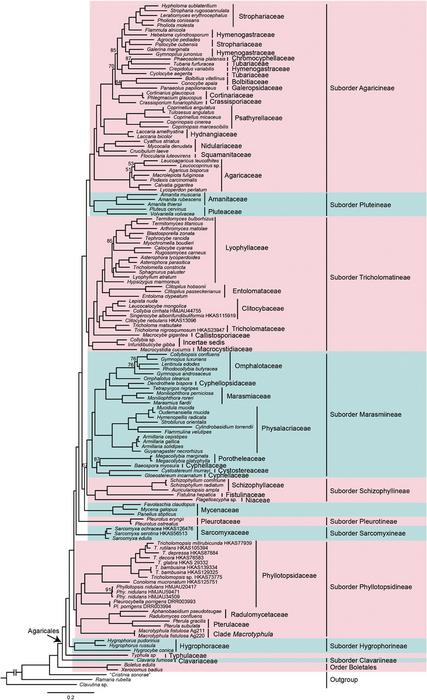 Phylogenetic and taxonomic updates of Agaricales, with an emphasis on Tricholomopsis