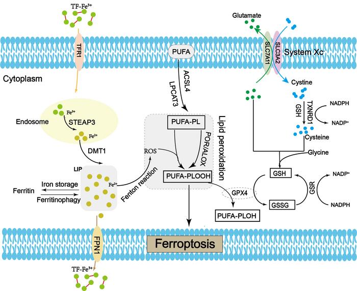 The potential mechanisms of fe [IMAGE] EurekAlert! Science News Releases