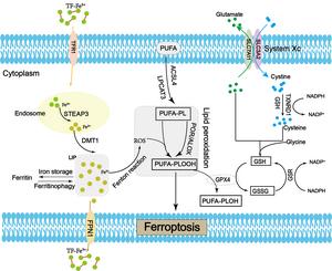 The potential mechanisms of ferroptosis