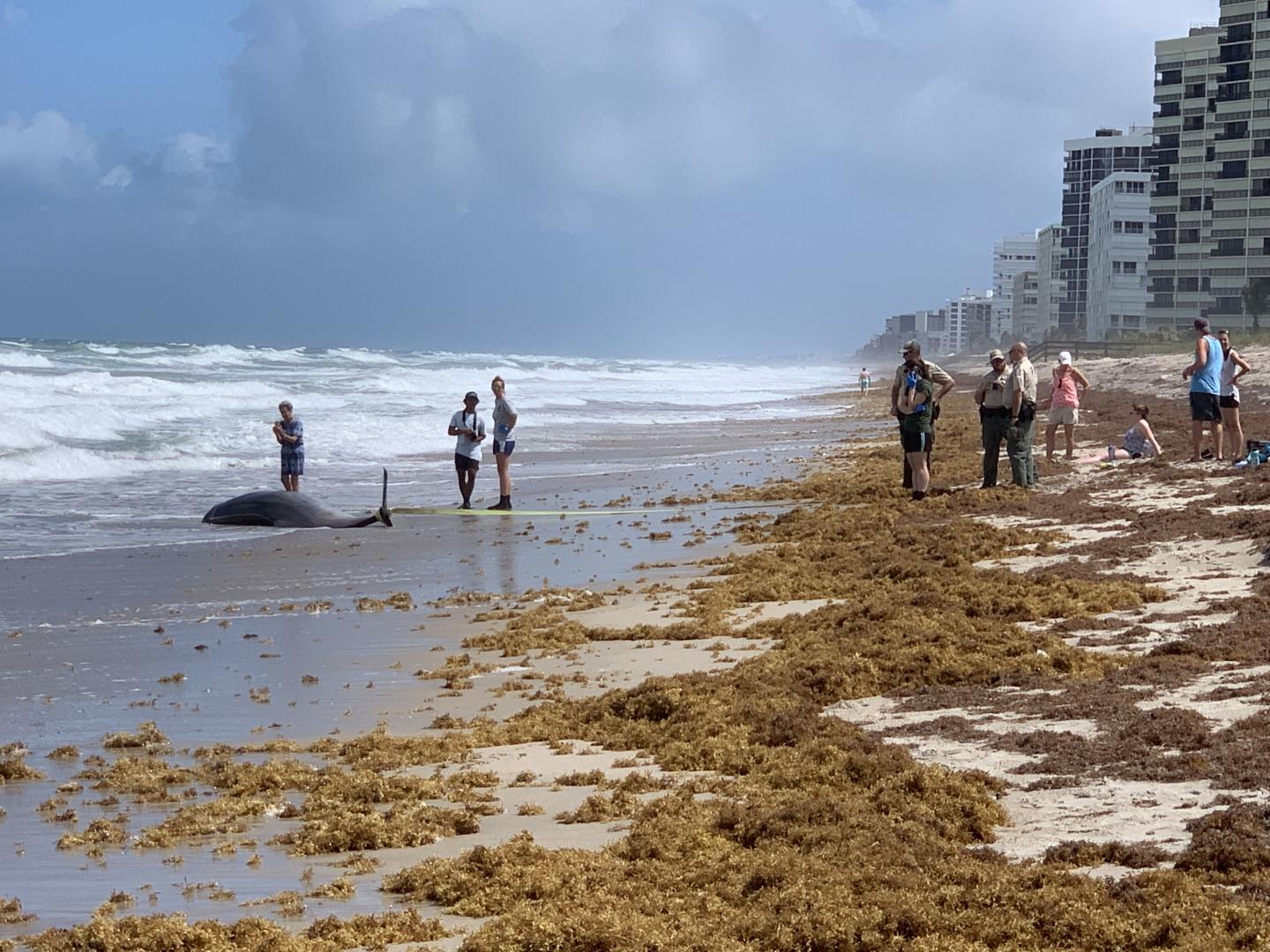 Stranded Gervais' beaked whale