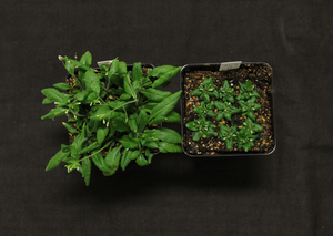 Arabidopsis normal and sterol deficient