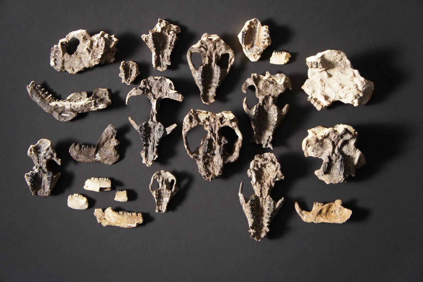 New Colorado Fossil Record Documents Life's R EurekAlert!