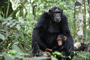 Kanyawara chimpanzee mother and infant