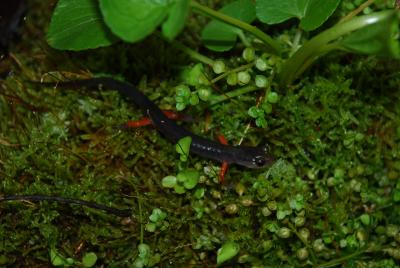 Red Legged Salamander (<i>Plethodon shermani</i>)