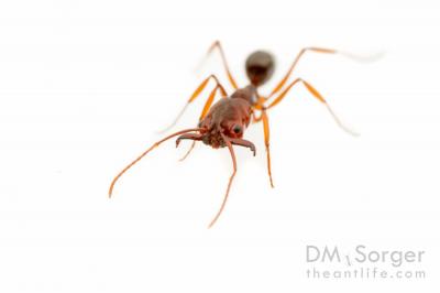 Trap-Jaw Ant Is One of the Rarest In the U.S.