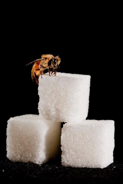 Bees Given Resveratrol Eat Less, and Live up to 38 Percent Longer