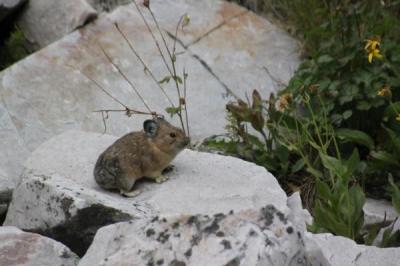 American Pika