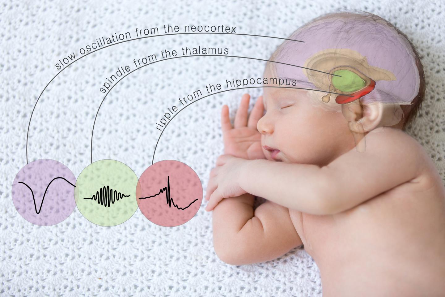 The Triple Rhythm of Brain Waves during Non-REM Deep Sleep