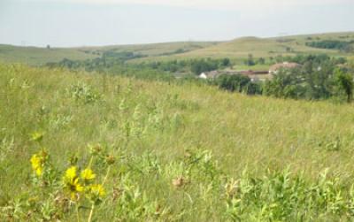 Prairie Grass and Wildflowers