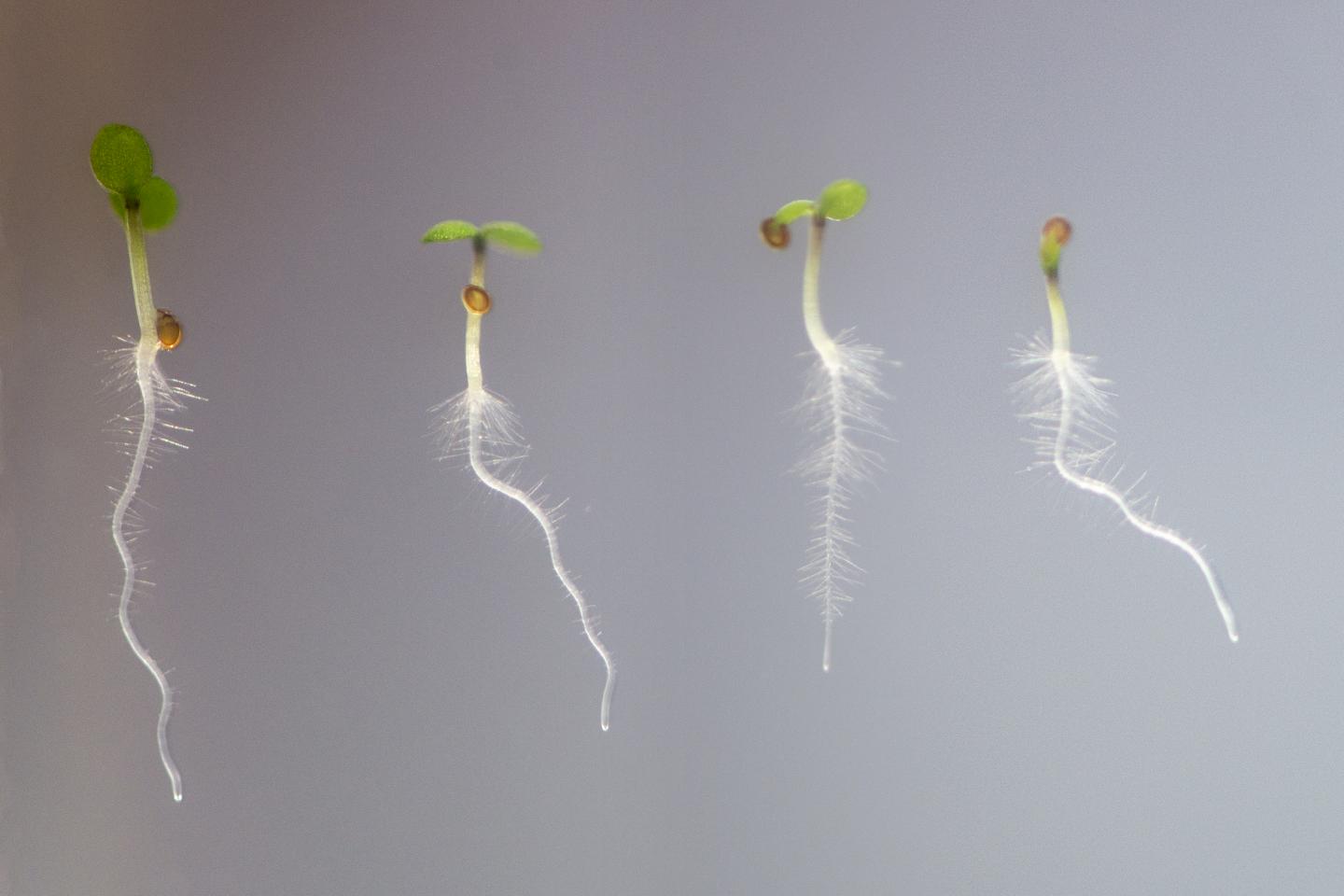 Keimlinge der Ackerschmalwand (Arabidopsis) II