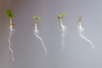 Seedlings of Thale Cress II