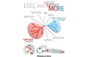 Less, but more: a new evolutionary scenario marked by massive gene loss and expansion