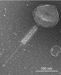 Citrobacter Rodentium Bacteriophage_2
