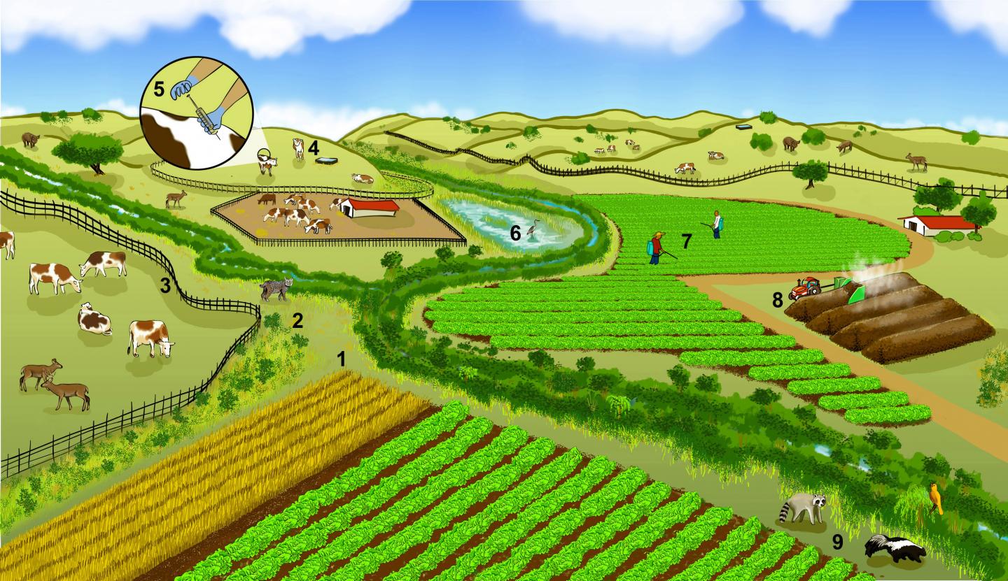 Farming Landscape