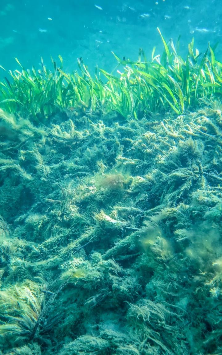 Organic Carbon Stores Beneath Seagrass Meadows in Shark Bay
