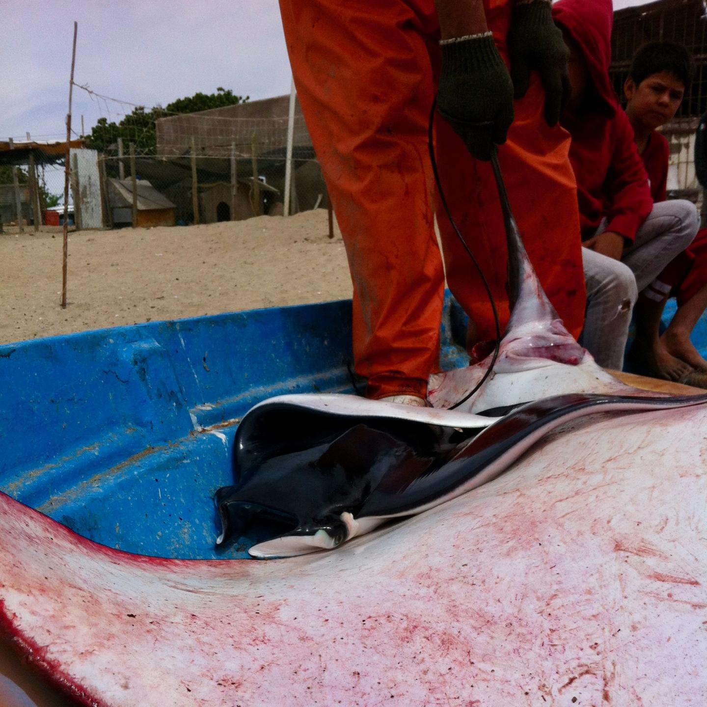 Landed Ray in Mexico
