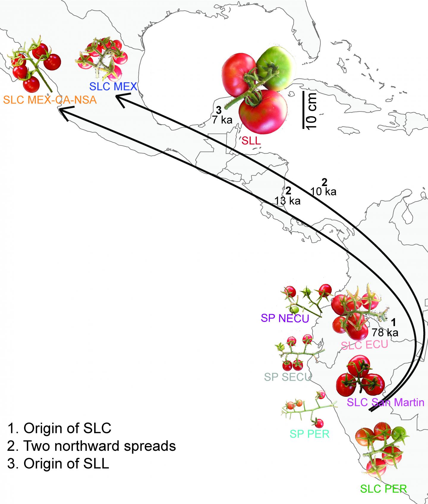 latin-american-tomato-evolutio-image-eurekalert-science-news-releases