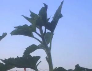 How sunflowers see the sun - Vimarsana News