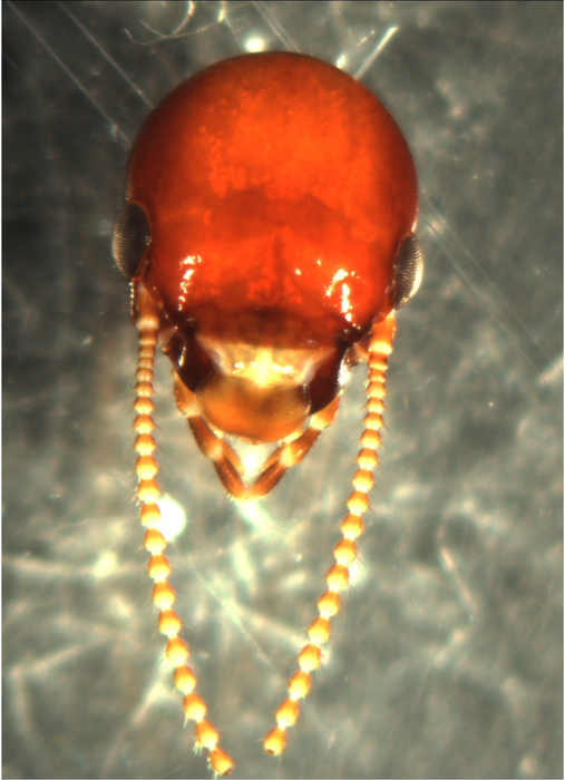 Head capsule of a "king" reproductive dampwood termite. Sean O'Donnell, Drexel University