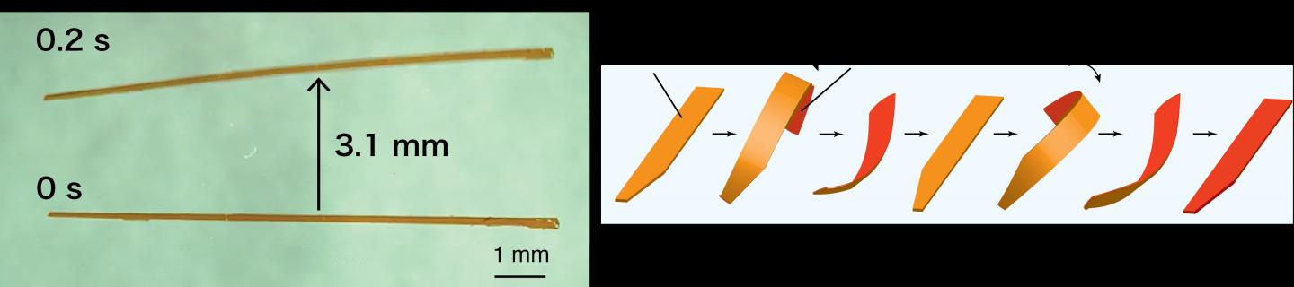 Fig.2 Fast Rolling Locomotion