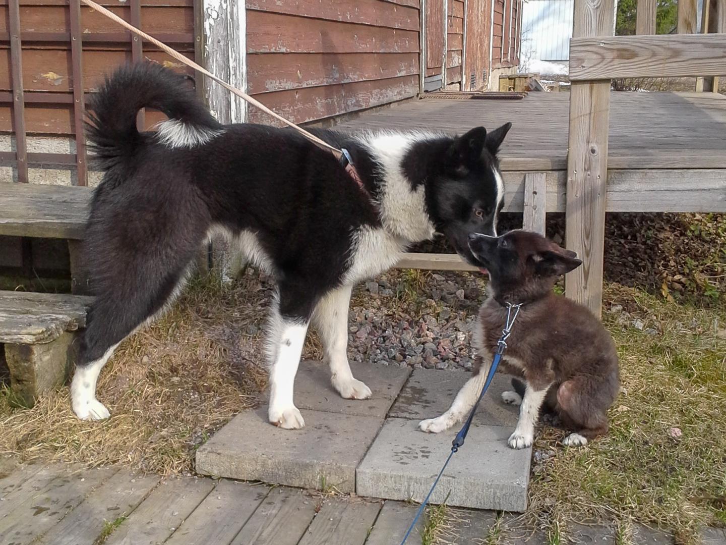 Ten-Month-Old Karelian Bear Dog Puppies