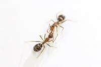 Trophallaxis in Carpenter Ants