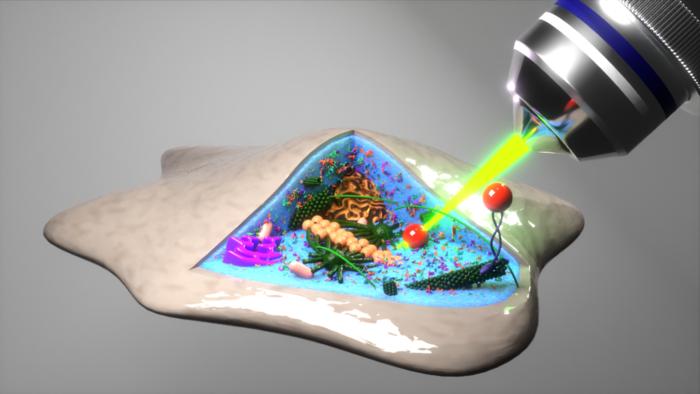 A view into the cell using an optical laser trap: it localizes microscopic particles in order to draw conclusions about their random trembling movement. A new approach developed by the Göttingen researchers makes it possible to deduce from these movement