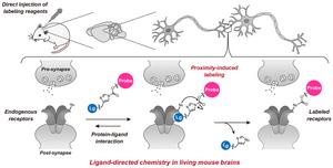 Chemical labeling of neurotransmitter receptors in the living mouse brain