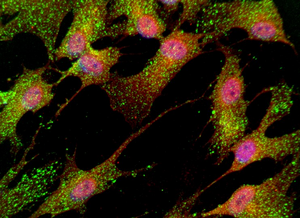 Human astrocytes were produced from iPSCs using 3D methods described in the paper