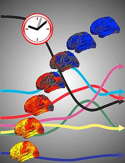 Developmental Clock