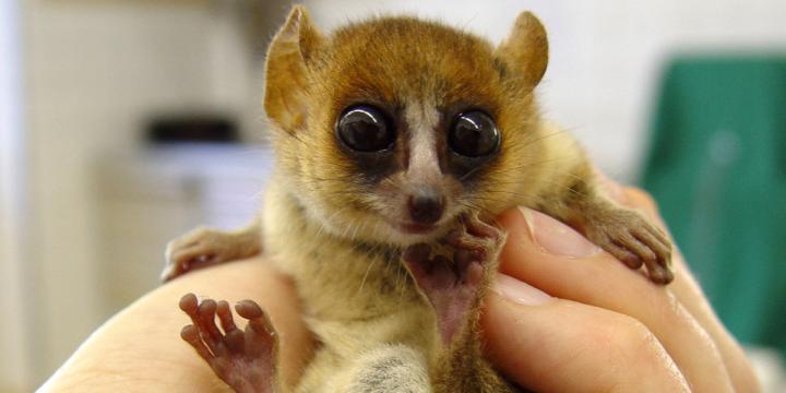 Goodman's Mouse Lemur