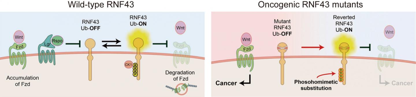 Functions of Normal and Oncogenic RNF43