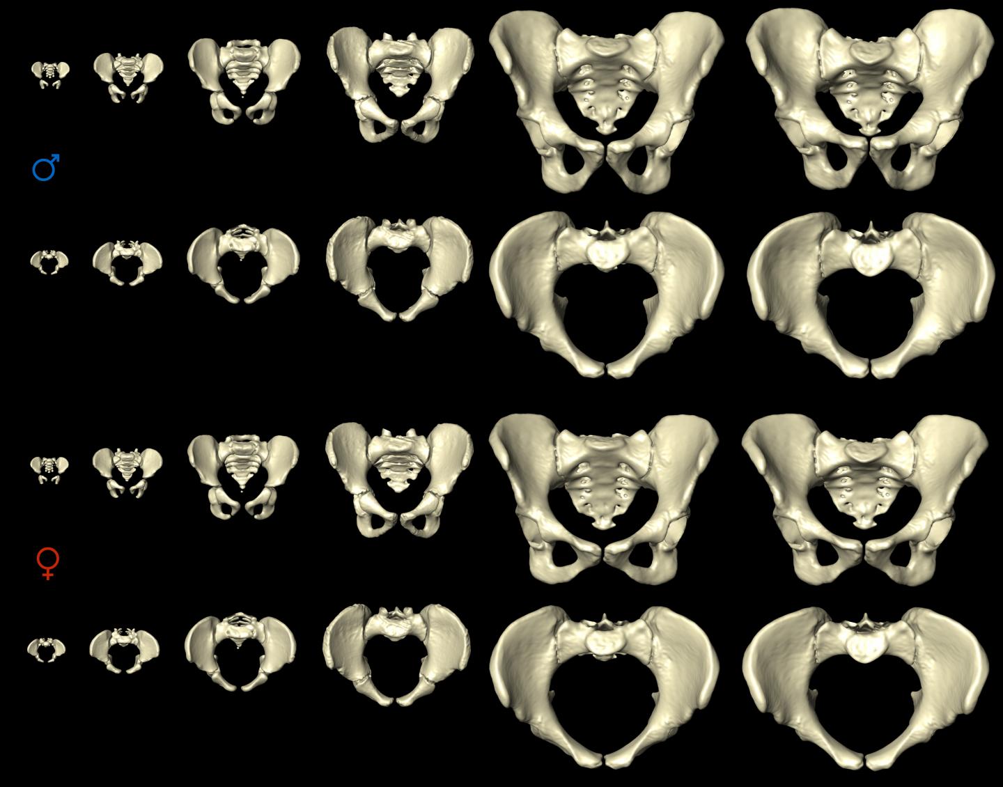 Women evolved to have bigger hips than men because our primitive