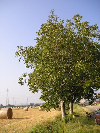 Winner of Climate Change: Walnut