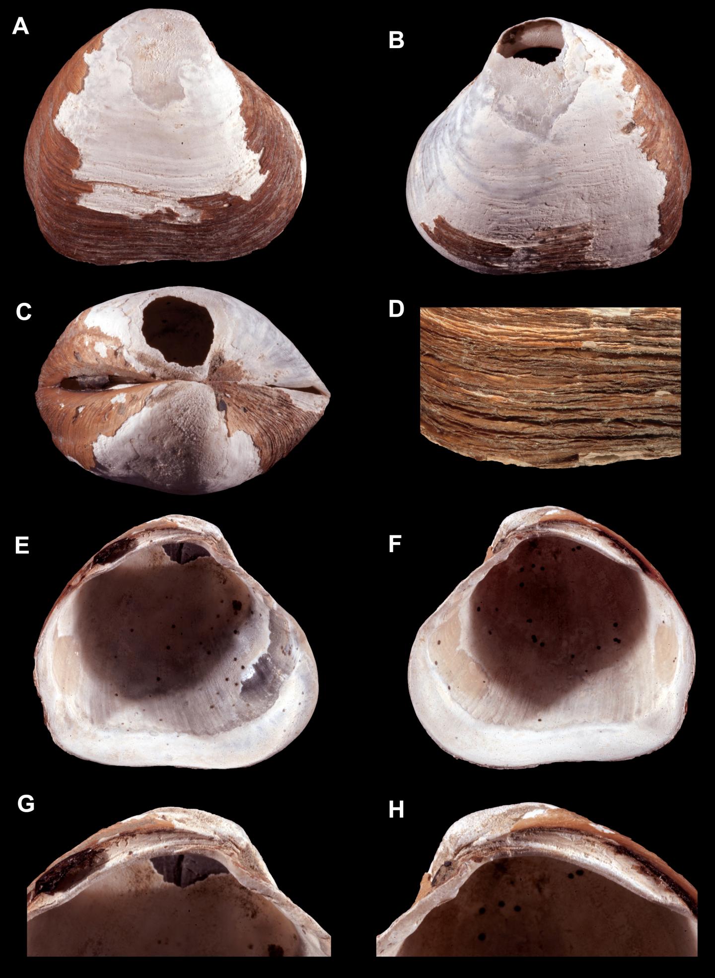 <i>Wallerconcha Sarae</i>