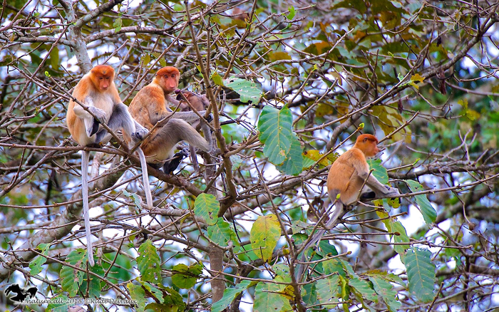 Community of proboscis monkeys.